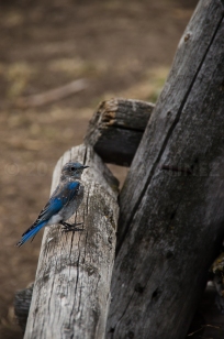 Mountain Bluebird, Grand Teton NP, WY