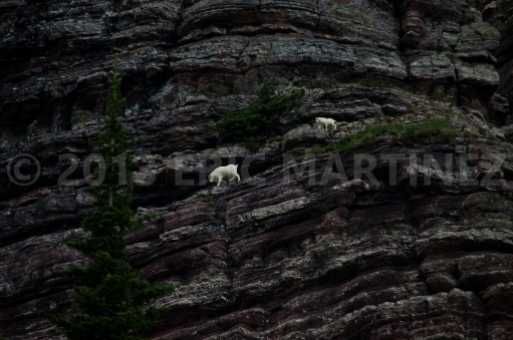 Mountain Goats in Glacier NP, MT