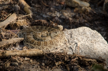 Rattlesnake, Philmont Scout Ranch, NM