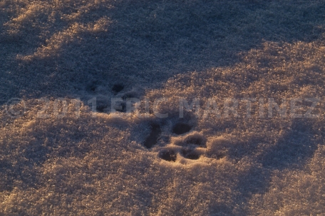 Wolf Tracks in Minnesota