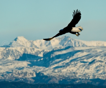 Eagle in Homer, AK