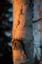 Paperbark Birch in Minnesota