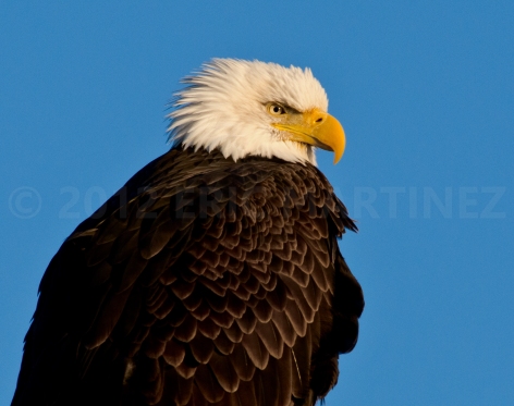 Bald Eagle in Alaska
