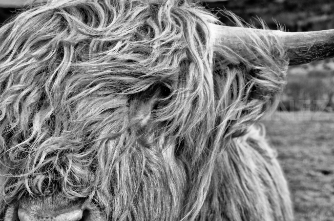 Highland Cow in Scotland