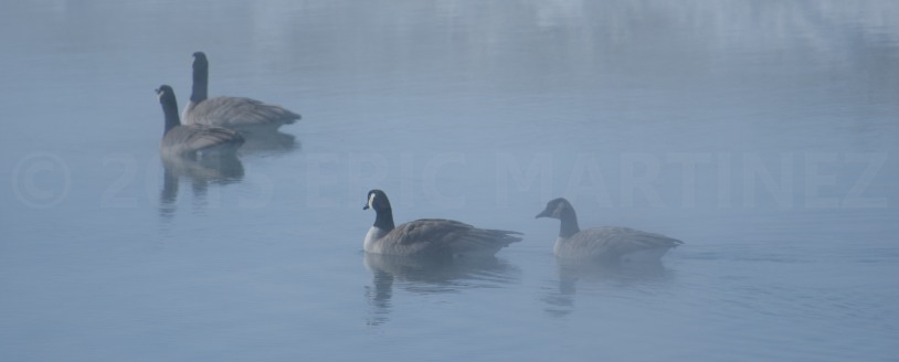 Canada Geese, Jackson Hole, WY
