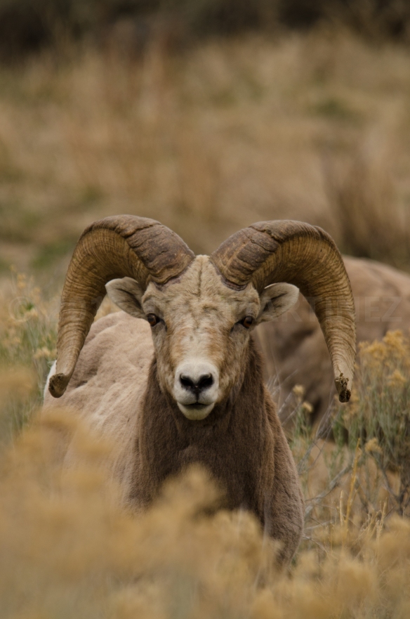 Bighorn Sheep in New Mexico