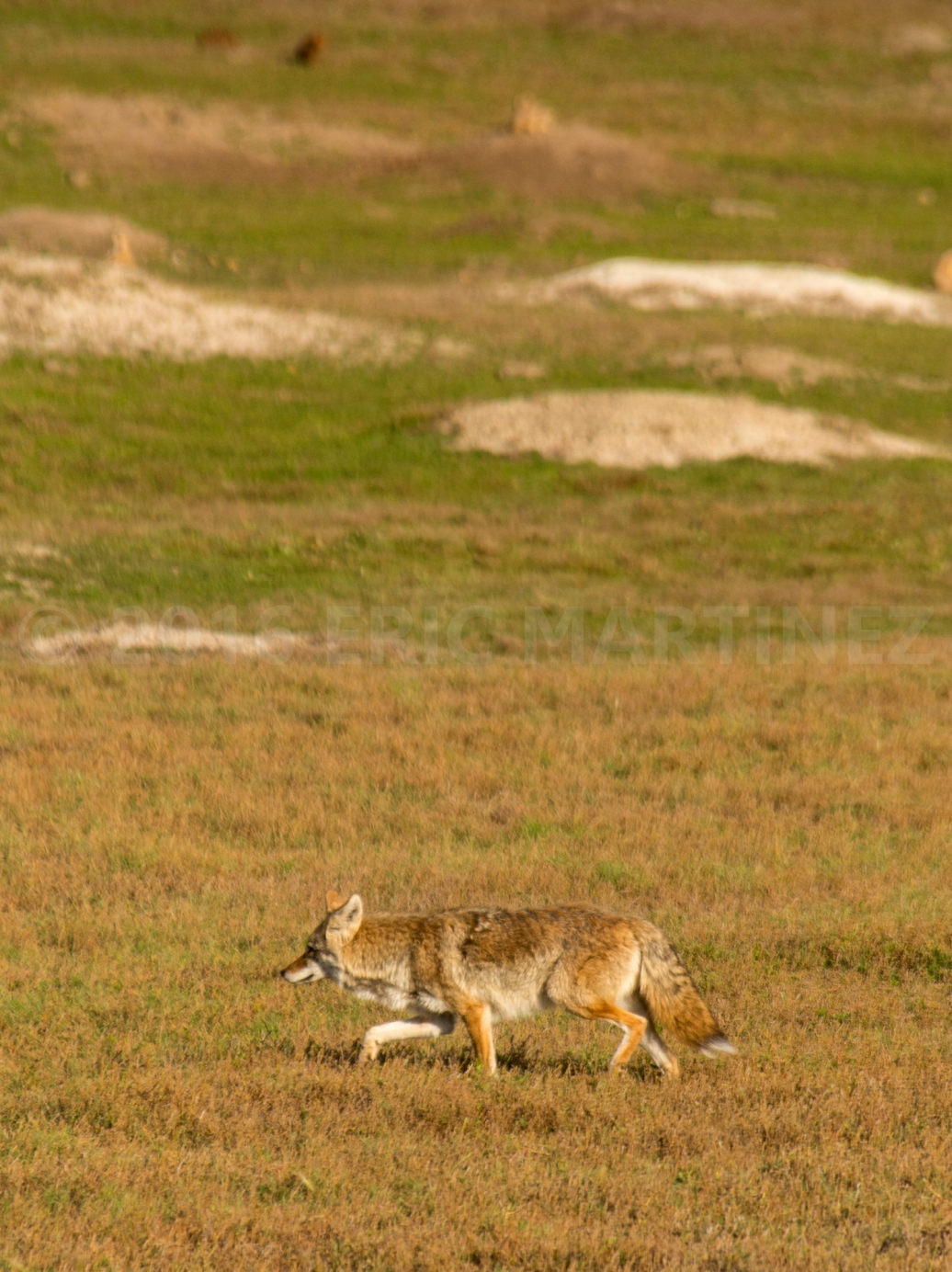 Coyote in Theodore Roosevelt NP, ND