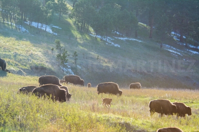American Bison, Custer State Park, Black Hills, SD