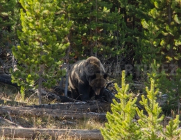 Grizzly Bear in Yellowstone NP, WY