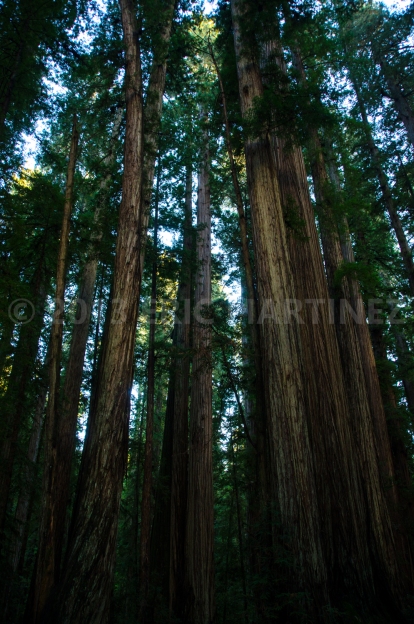 Redwoods NP, CA