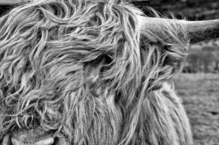 Highland Cow, Scotland