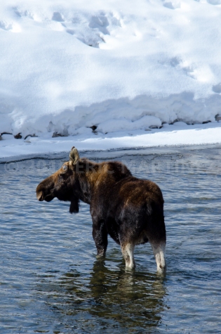Moose in Wyoming
