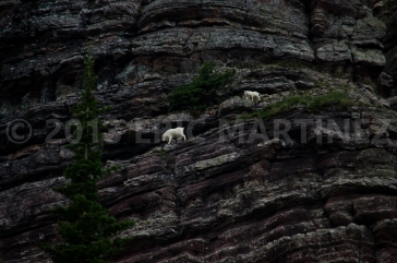 Mountain Goats, Glacier NP, MT
