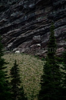 Mountain Goats, Glacier NP, MT