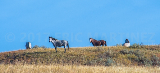 Wild Mustangs, Theodore Roosevelt National Park, North Dakota