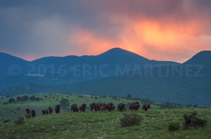 Bison Herd, Philmont Scout Ranch, New Mexico