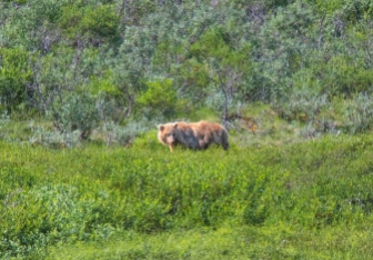 Brown Bear in Denali NP, AK