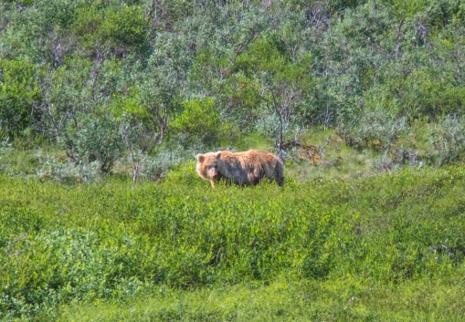 Brown Bear in Denali NP, AK