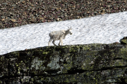 Mountain Goat, Glacier National Park, MT