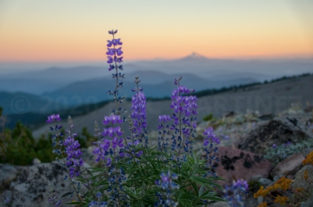 Mt. Hood National Forest, OR
