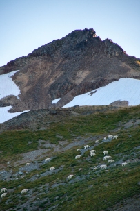 Mountain Goats, WA