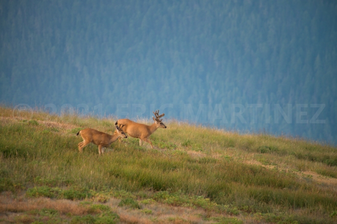 Mule Deer, Olympic NP, WA