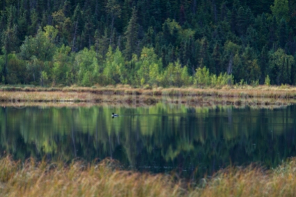 Loon in Alaska