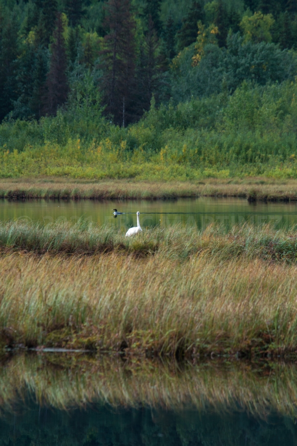 Swan and Loon in Alaska